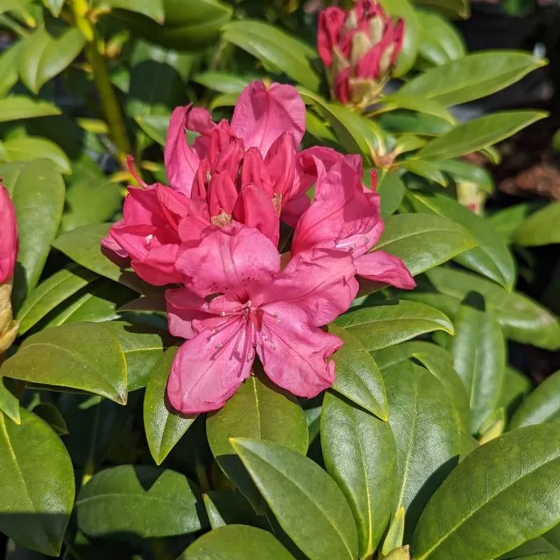 'Holdens Pink' Rhododendron